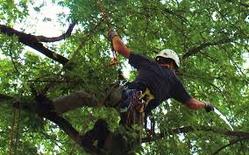 man in tree doing trimming